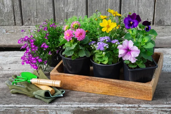 Seedlings Garden Plants Flowerpots Flowers Garden Equipment Shovel Rake Gloves — Stock Photo, Image