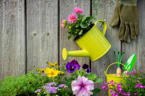 Sadzonki Roślin Ogrodowych Kwiaty Doniczki Ogrodowe Wyposażenie Podlewanie Może Wiadra — Zdjęcie stockowe