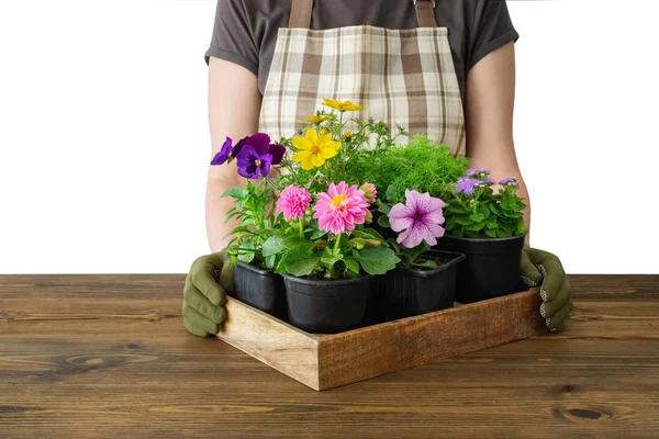 Woman gardener holds a wooden tray with several flower pots. Isolated on white. — Stock Image Woman Gardener Holds Wooden Tray Several Flower Pots Isolated White Stock Image