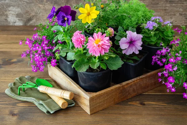 Seedlings of garden plants and flowers in flowerpots. Shovel, rake, gloves on wooden board. — Stock Image Seedlings Garden Plants Flowers Flowerpots Shovel Rake Gloves Wooden Board Royalty Free Stock Photos