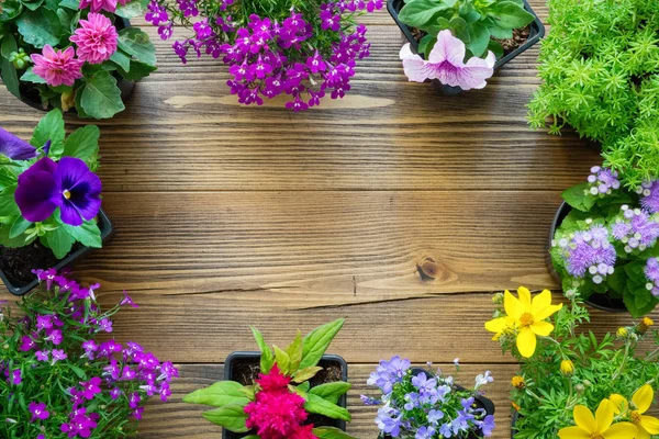 Decorative border from seedlings of garden plants and beautiful flowers in flowerpots. — Stock Image Decorative Border Seedlings Garden Plants Beautiful Flowers Flowerpots Stock Picture