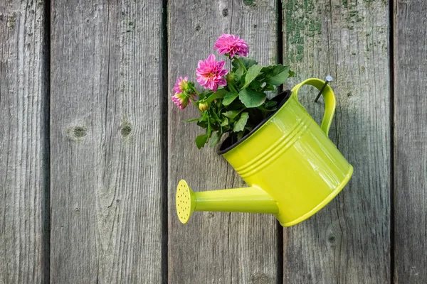 Hanging Watering Can Pink Dahlia Flower Old Wooden Wall Garden — Stock Photo, Image