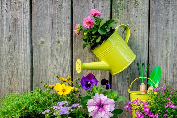 Plántulas de plantas de jardín y flores para plantar en un parterre. Regadera colgante con flor rosa de Dahlia en la antigua pared de madera del cobertizo de jardín . — Foto de Stock