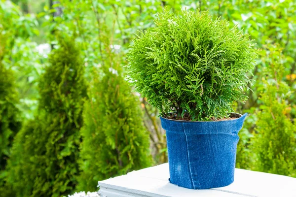 Thuja φυτό σε pot, κυπαρίσσια φυτά στο παρασκήνιο. — Φωτογραφία Αρχείου