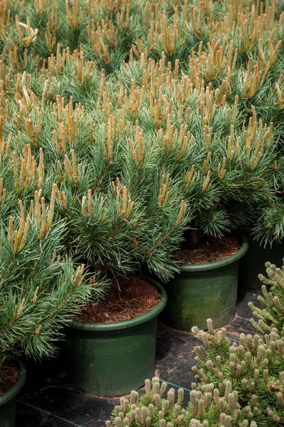 Several plastic pots of small pine trees on tree nursery farm. — Stock Photo, Image