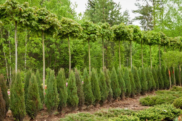 Rows of young maple trees, thuja plants and juniper bushes. — Stock Photo, Image