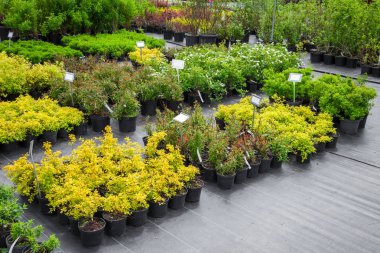 Genç spirea bitkileri plastik kaplarda, ağaç filizleri, çalılar, bitki yetiştirme tesislerinde bitkiler.