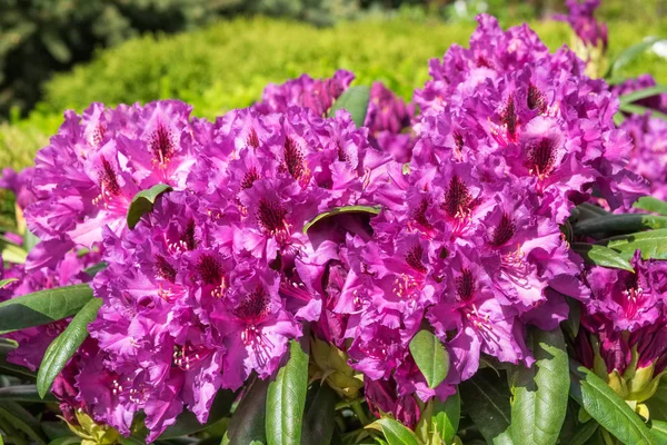Kwiaty Rhododendron Ogrodzie Wiosnę — Zdjęcie stockowe
