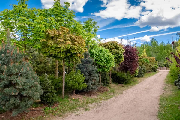 Young Maples Pine Chestnut Trees Alley Seedling Trees Bushes Plants — Stock Photo, Image