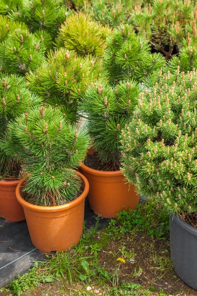 Verschillende kunststof potten van prachtige pijnbomen op boomkwekerij boerderij. — Stockfoto