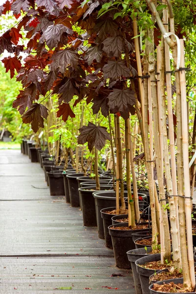 Row of young maple trees in plastic pots. Alley of seedling trees. — Stock Photo, Image