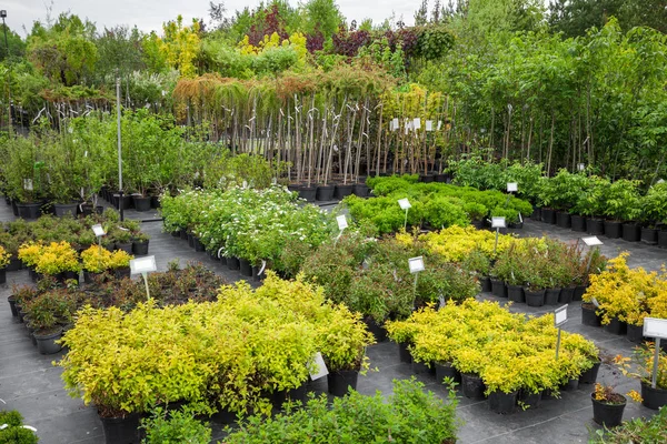 Spirea Plants Plastic Pots Seedling Trees Bushes Plants Plant Nursery — Stock Photo, Image