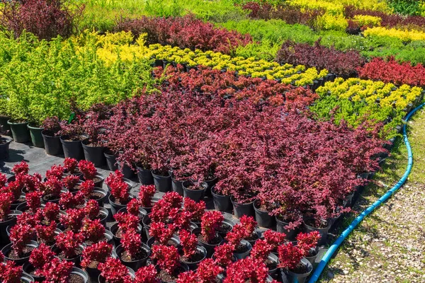 Berberitze (berberis vulgaris) Topfpflanzen zum Verkauf in Gärtnereien. — Stockfoto