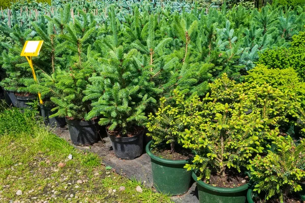 Several plastic pots of small pine and fir trees on tree nursery. — Stock Photo, Image