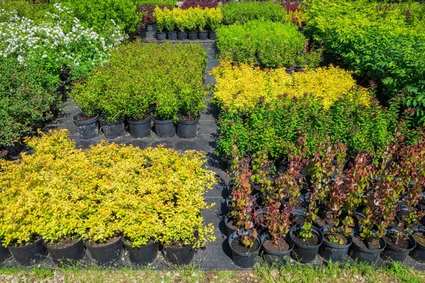 Plantas de Spirea en macetas de plástico, plántulas de plantas en viveros de plantas . —  Fotos de Stock