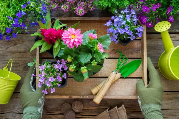 Gardener hands holds a wooden tray with several flower pots. Garden equipment: watering can, shovel, rake, gloves. Top view. — Stock Photo, Image