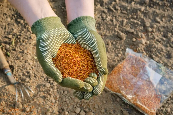 Hand with seeds. Womens hand planting seeds.