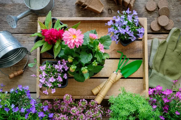 Seedlings of garden flowers on wooden tray, watering can, bucket, shovel, rake, gloves. Top view. Copy space for text. — Stock Photo, Image