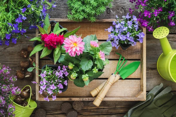 Σπορόφυτα των λουλουδιών κήπου, φυτά σε γλάστρες σε ξύλινο δίσκο, πότισμα μπορεί, κουβά, φτυάρι, τσουγκράνα, γάντια, βολβούς των λουλουδιών. Κορυφαία προβολή. — Φωτογραφία Αρχείου