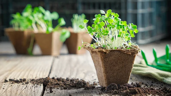 Green growing  seedlings of garden plants for planting, sprouts of arugula on foreground. — Stock Photo, Image