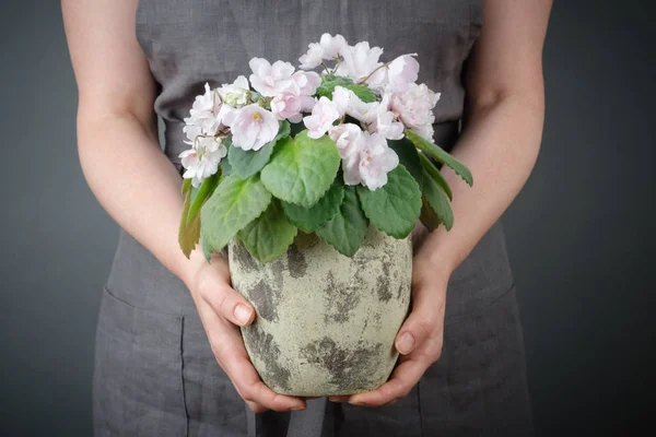 Vrouw houdt een ingegoten Saintpaulia Violet bloem in haar handen. — Stockfoto