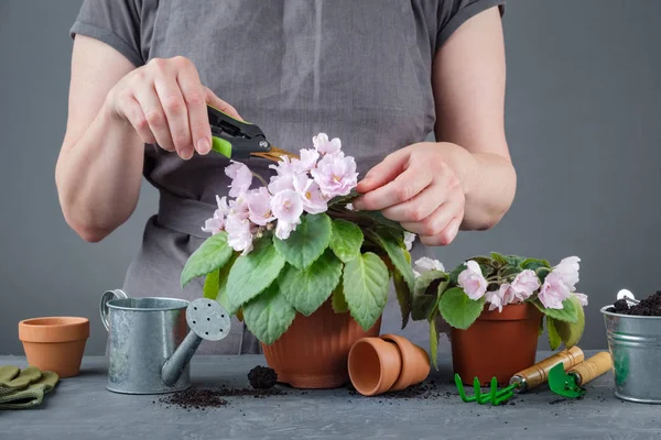 Woman caring for potted Saintpaulia violet flowers. — Stock Photo, Image