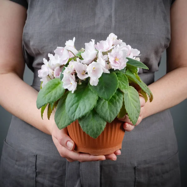 女人手里拿着一朵盆栽的粉红色圣保利亚紫罗兰花. — 图库照片