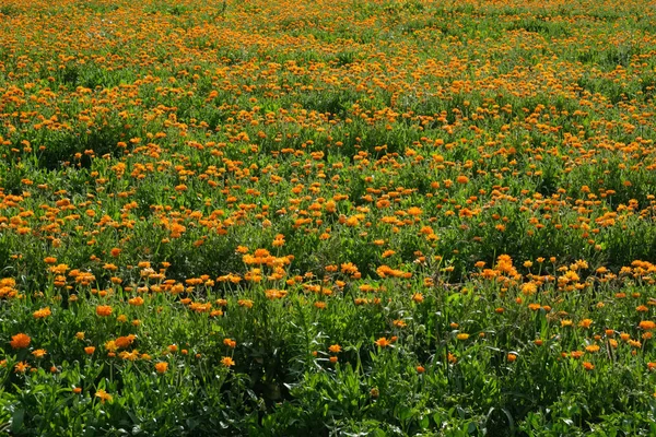 Campo de caléndula naranja. Flores de caléndula saludables . —  Fotos de Stock