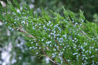 Meyveleri ile Ardıç çalı dalı.