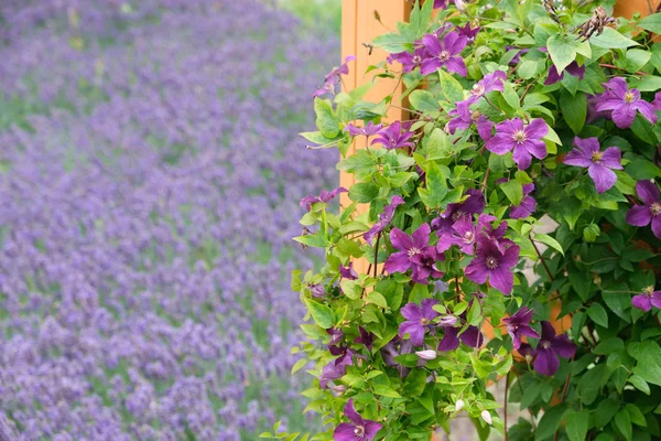 Schöne lila Klematisblüten im Vordergrund und Lavendel im Hintergrund nicht im Fokus. — Stockfoto