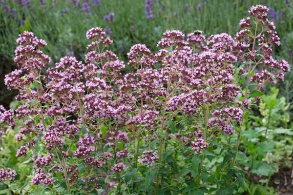 Oregano herbs. Marjoram flowers and lavender on background. — Stock Photo, Image