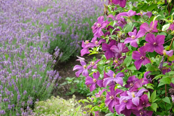 Beautiful clematis flowers in foreground and lavender on  background not in focus. — Stock Photo, Image
