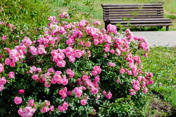 Rosa rosas arbusto e jardim banco . — Fotografia de Stock