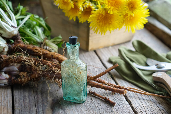 Dandelion roots and flowers. Infusion or tincture bottle of Taraxacum officinale. 