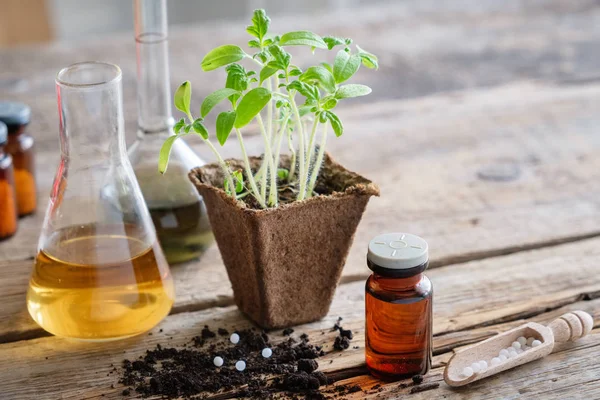 Culture de plants de plantes de jardin pour la plantation, germes de tomates et remèdes homéopathiques pour les plantes . — Photo