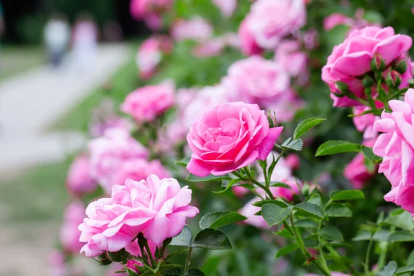 Rosa rosas arbusto e caminho a pé no fundo . — Fotografia de Stock