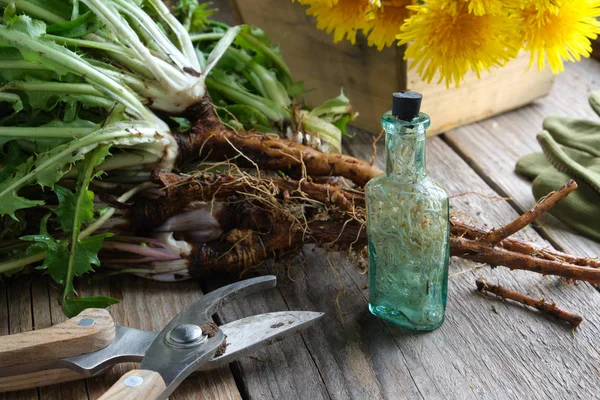 Dandelion roots and yellow flowers. Infusion bottle of Taraxacum officinale and pruning shear on wooden table.