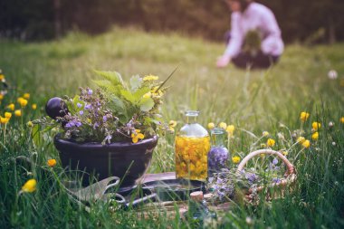 Mortar of medicinal herbs, old book, infusion bottle, scissors, basket and magnifying glass on a grass on meadow. Woman gathering healing plants outdoors on background..  clipart