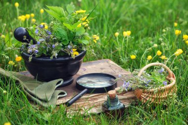 Mortar of medicinal herbs, old book, infusion bottle, basket and magnifying glass on a grass on meadow outdoors.  clipart