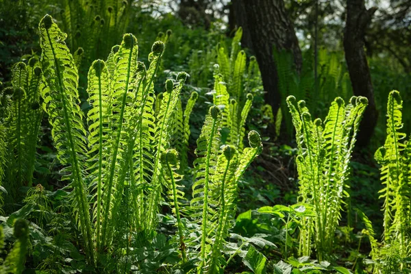 春林中的嫩绿蕨叶 — 图库照片