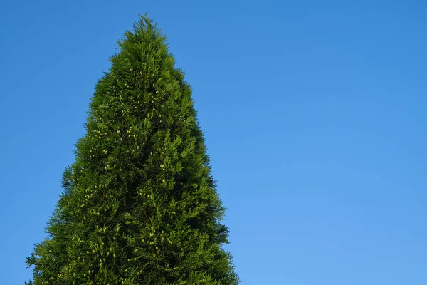 Hög Enbär Träd Blå Himmel Backgroud — Stockfoto