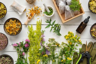 Medicinal plants, bowls of dry medicinal herbs, tea bags, dropper bottle of essential oil, pruner and gloves on wooden table. Top view, flat lay. Alternative medicine. clipart