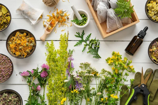 Medicinal Plants Bowls Dry Medicinal Herbs Tea Bags Dropper Bottle — Stock Photo, Image