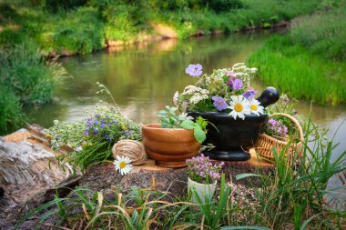 Mortar of medicinal herbs, wooden bowl and basket of healing plants, bunch of medicinal herbs on a wooden stump on bank of beautiful forest river outdoors. clipart