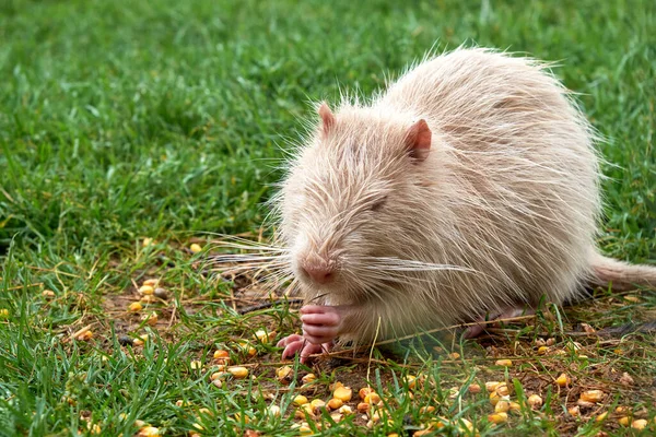 Roztomilé Bílé Coypu Kukuřičná Zrna Zelené Trávě Venku — Stock fotografie