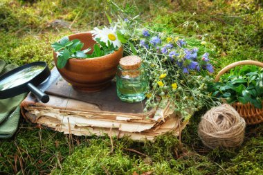 Mortar of medicinal herbs, old book, infusion or essential oil bottle, basket and magnifying glass on a green moss in forest outdoors.  clipart