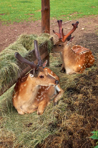 Two Sika Deer Also Known Spotted Deer Resting Feeder Hay — Stock Photo, Image