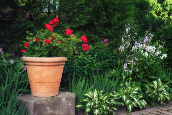 Красивый Красный Цветок Герань Глиняный Горшок Летнем Саду — стоковое фото