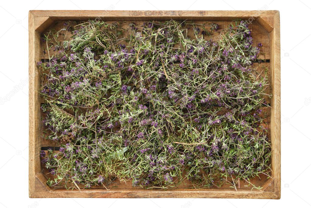 Dry healthy thyme plants. Wooden crate filled with thymus serpyllum flowers, isolated on white. Alternative medicine.