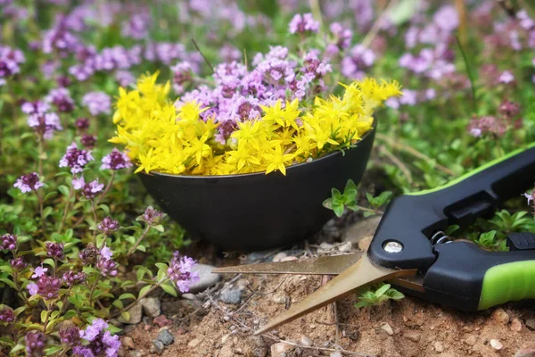 Bowl Thyme Sedum Medicinal Herbs Garden Scissors Meadow Outdoors Alternative — Stock Photo, Image